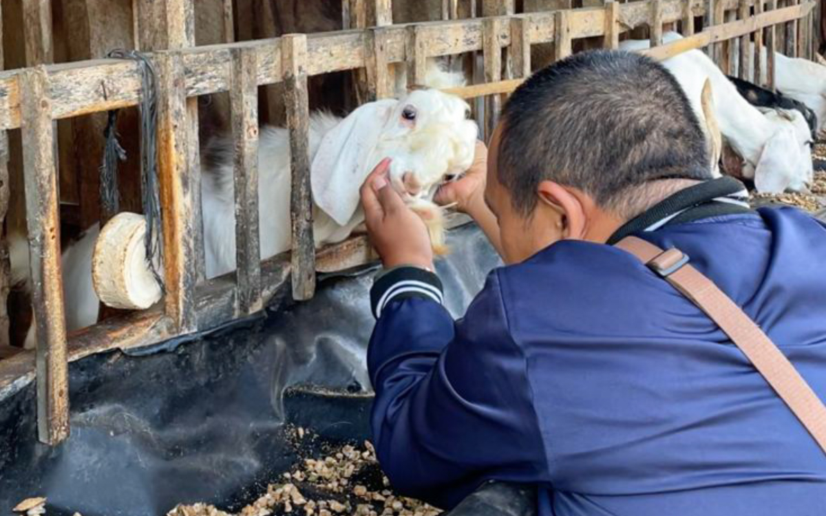 Syarat Kambing Aqiqah Menurut Sunnah, Ayah Bunda Wajib Tahu!